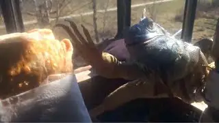 What happens if you give an iguana a shawarma?