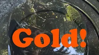 Gold Panning in California Gold Country