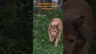 #вологда #череповец приучаю  Мурка. к рукам.🐱🐶