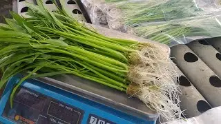 PANEN KANGKUNG HIDROPONIK SAMBIL DENGAR MUROTAL - Usia Ideal Panen Kangkung Hidroponik 15-21 HSS