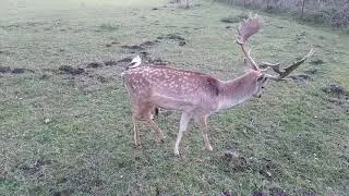 Немецкие олени