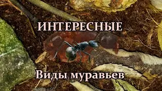 САМЫЕ ИНТЕРЕСНЫЕ ВИДЫ МУРАВЬЕВ! СИМБИОЗ ДВУХ ВИДОВ ЛИСТОРЕЗОВ!?