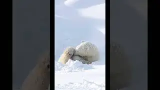 White bear.