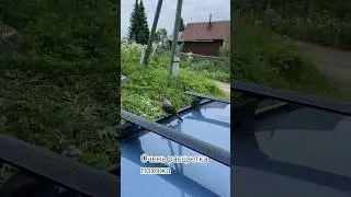 Есть такая примета к деньгам, когда на авто птичка села))) #музыка  #arkhipovlife
