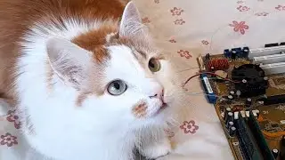 Connecting a cat to the motherboard through a wire!