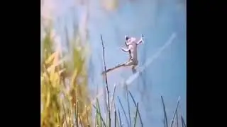 Жаба ніколи не стане лелекою