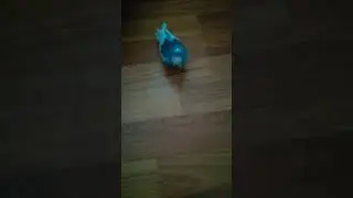 В поисках игрушки 😀😀😀