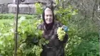 Урожай винограда в деревне Липки