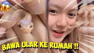 HISTERIS BAWA ULAR KE RUMAH !! DAN REAKSI ORANG TUA KU 😱😱