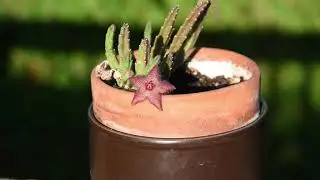 Stapelia scitula im bloom September 2023