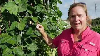 What is a Legume?