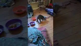after neutering