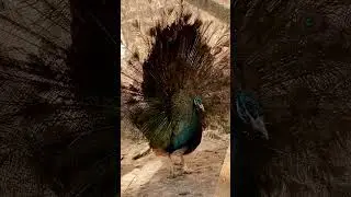 🦚