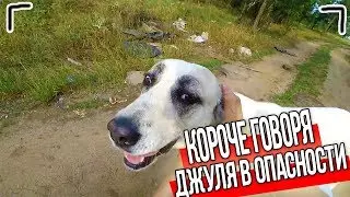 КОРОЧЕ ГОВОРЯ, СОБАКА ДЖУЛЯ В ОПАСНОСТИ [От первого лица]