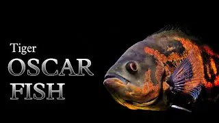 TIGER OSCAR 🐠| monster fish