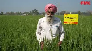 𝗔𝗺𝗯𝗿𝗶𝘃𝗮® का वार, गुल्ली डंडे की पक्की हार !! 👊 #FMC #FMCIndia #Herbicide #Ambriva #Isoflex #Wheat