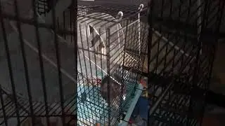 хомяк-Халк.Побег не удался ))) #животные #хомяк