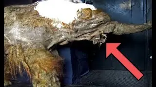 SHOCKING Discoveries Made in Russia