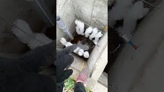 Starting a homemade septic tank. Aeration, brush loading.