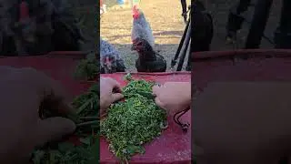 Healthy Chickens with Natural Chicken Feed and Natural Antibiotics!