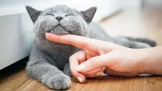 Cats Don’t Need Us, But They Like Us