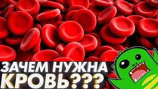Why is the CIRCULATORY SYSTEM needed? | INTRODUCTION | Blood | Coelom | Mesoderm