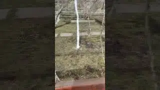Чем покрасить садовые деревья? Ответ в видео