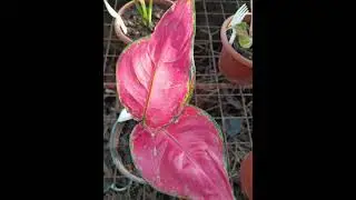 Aglaonemas for Sale in our Garden