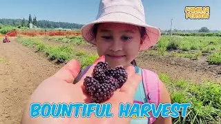 Bountiful Harvesting at Hoffman's Farm | Familia Pekson Vlog