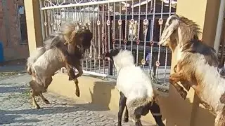 Lucu.. Adu Kambing sebelum dipotong #qurban  #superdan