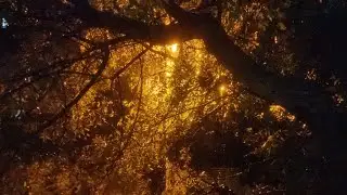 #asmr #asmrsounds #rain #rainsounds #nature #india #bangalore #moonsoon #relaxing #workmusic