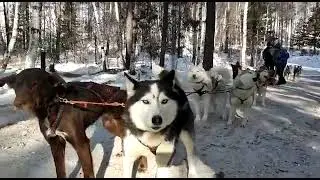 Husky dog sledding #shorts