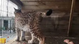 Рыся в гостях у Симбы/часть 2
