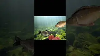 предательство карпа #fishing #рыбалка #carpfishing #рыба #ловим 🎣