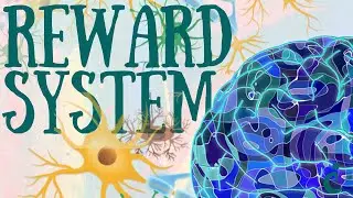 Unlocking Pleasure: Understanding the Neuroscience of the Brain's Reward System