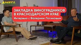 Закладка виноградников в Краснодарском крае: Интервью с Валерием Логиновым