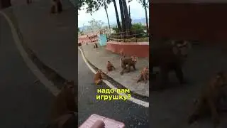 Хотел покормить обезьян, они меня обокрали и даже плавки утащили.