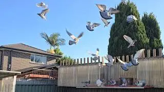 45km Pigeon Toss with my Benzing M3 Pigeon Clock