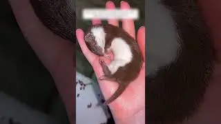Собака привела домой необычного друга, который так и остался жить рядом