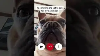 Any chance of a refund? 😅 #frenchie #frenchbulldog #funnydog