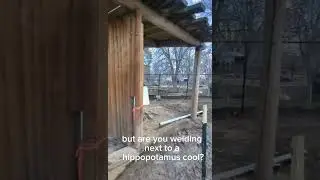 Welding Next To A Hippopotamus