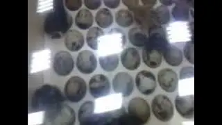 инкубатор для перепелов.