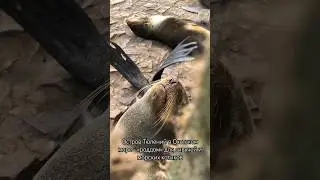 Удивительный остров в Тихом океане. #сахалин #экскурсии #тюлений #russia #топ #seal