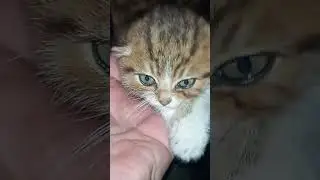 Самая маленькая спасения жизнь. Артемовск. Весна прошлого года.