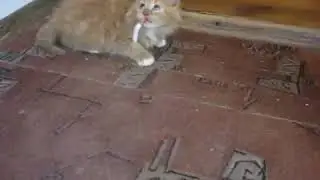 Котик наркоман.