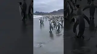 Walking Penguins 😱🥰 #penguin #birds #animals #birdlovers #shorts #shortsviral #shortvideo