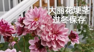 大丽花埂茎入冬保存