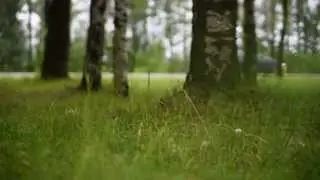 Футаж   Боке Дорога Машины Трава