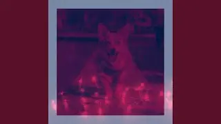 Vorsichtig (Ruhige Hunde)