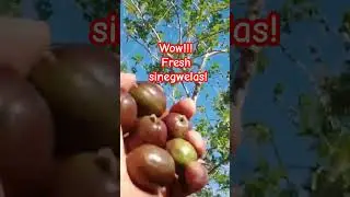 fresh fruits! #provincelife